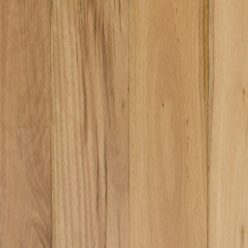 Blackbutt