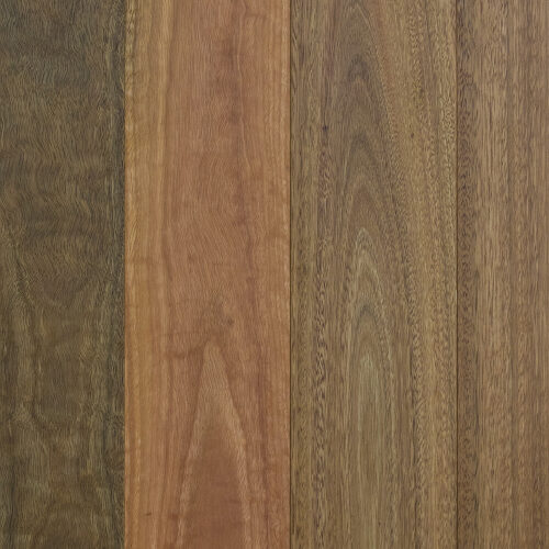 Spotted gum